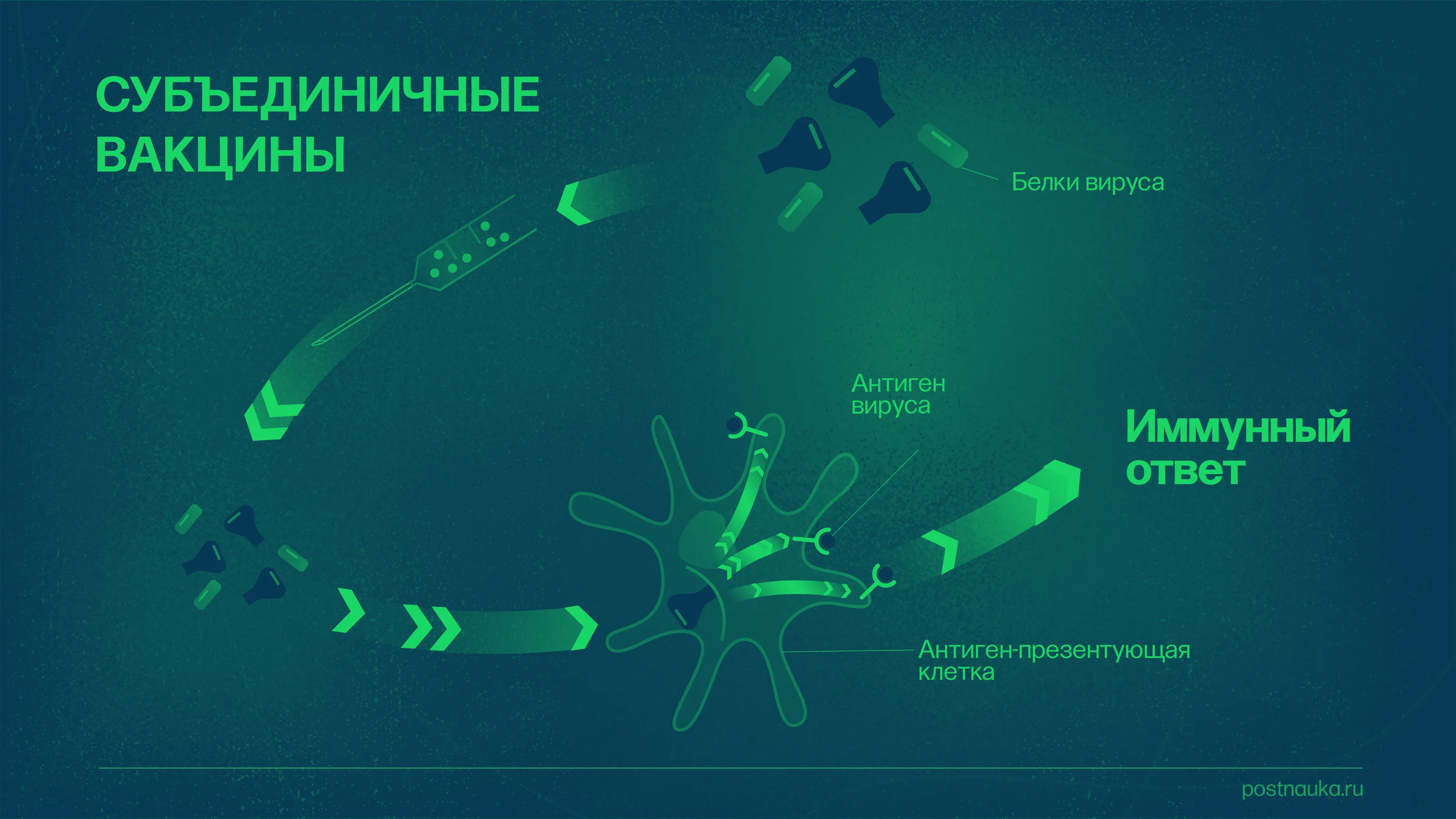 FAQ: Что мы знаем о вакцинах от COVID-19?