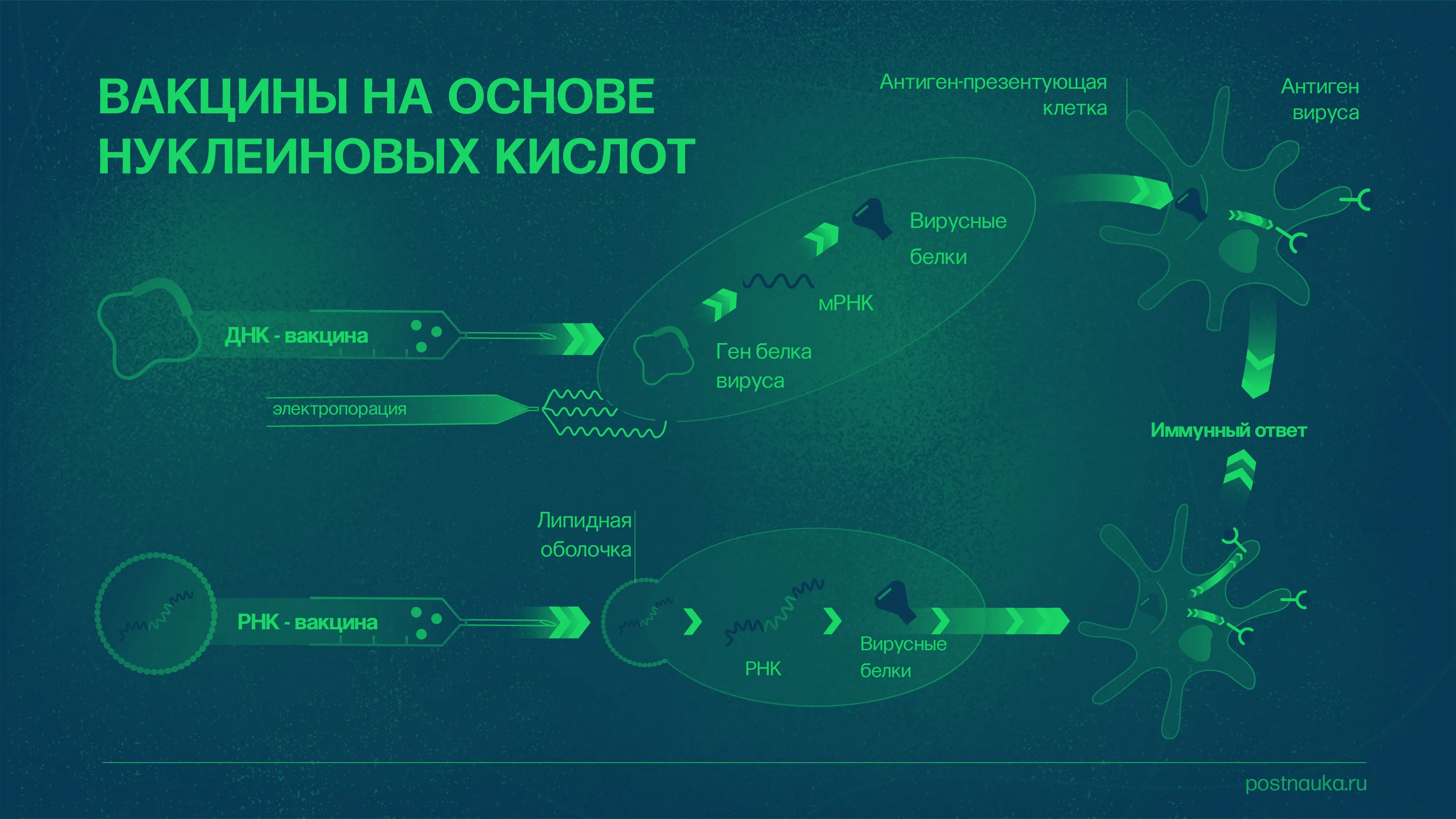 FAQ: Что мы знаем о вакцинах от COVID-19?