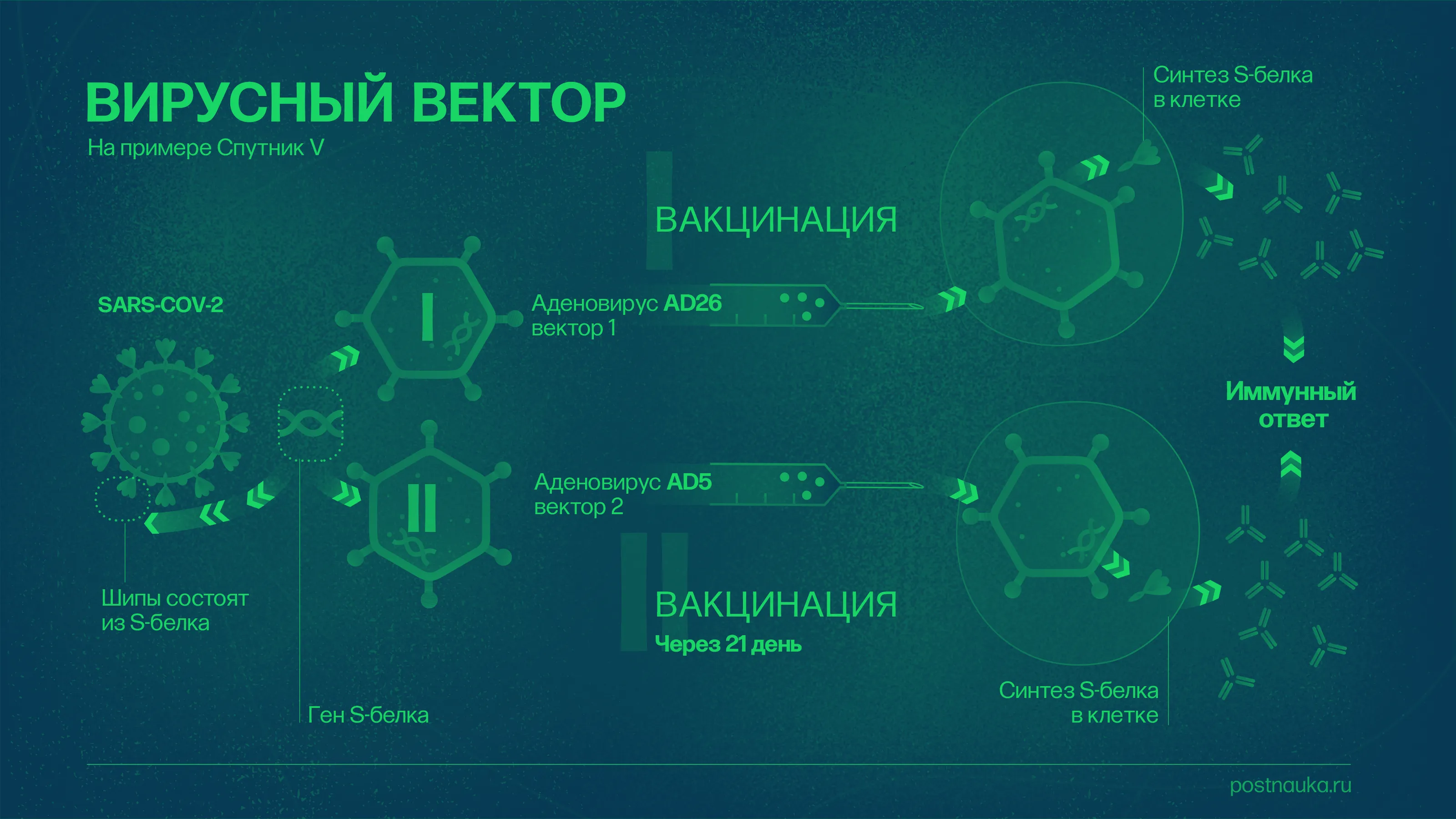 FAQ: Что мы знаем о вакцинах от COVID-19?