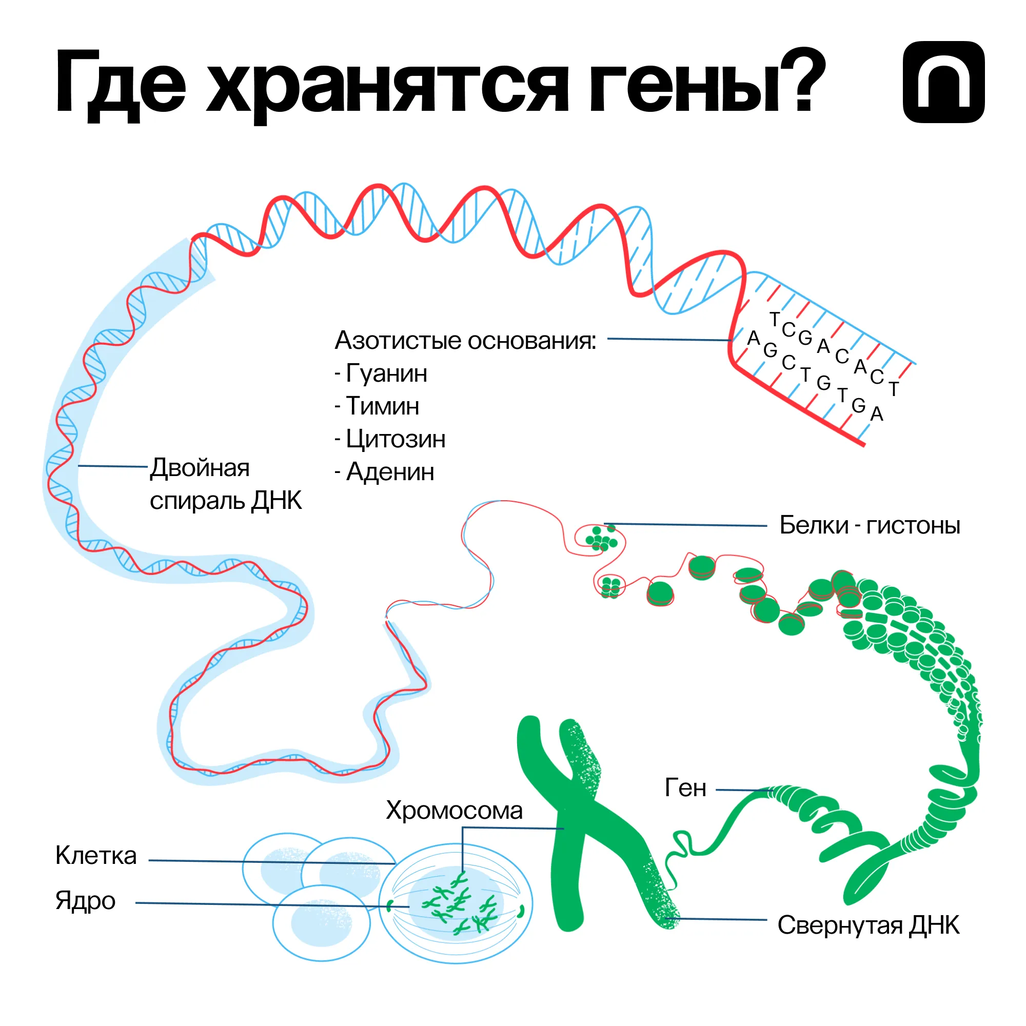 Юлия Кузьмина для ПостНауки