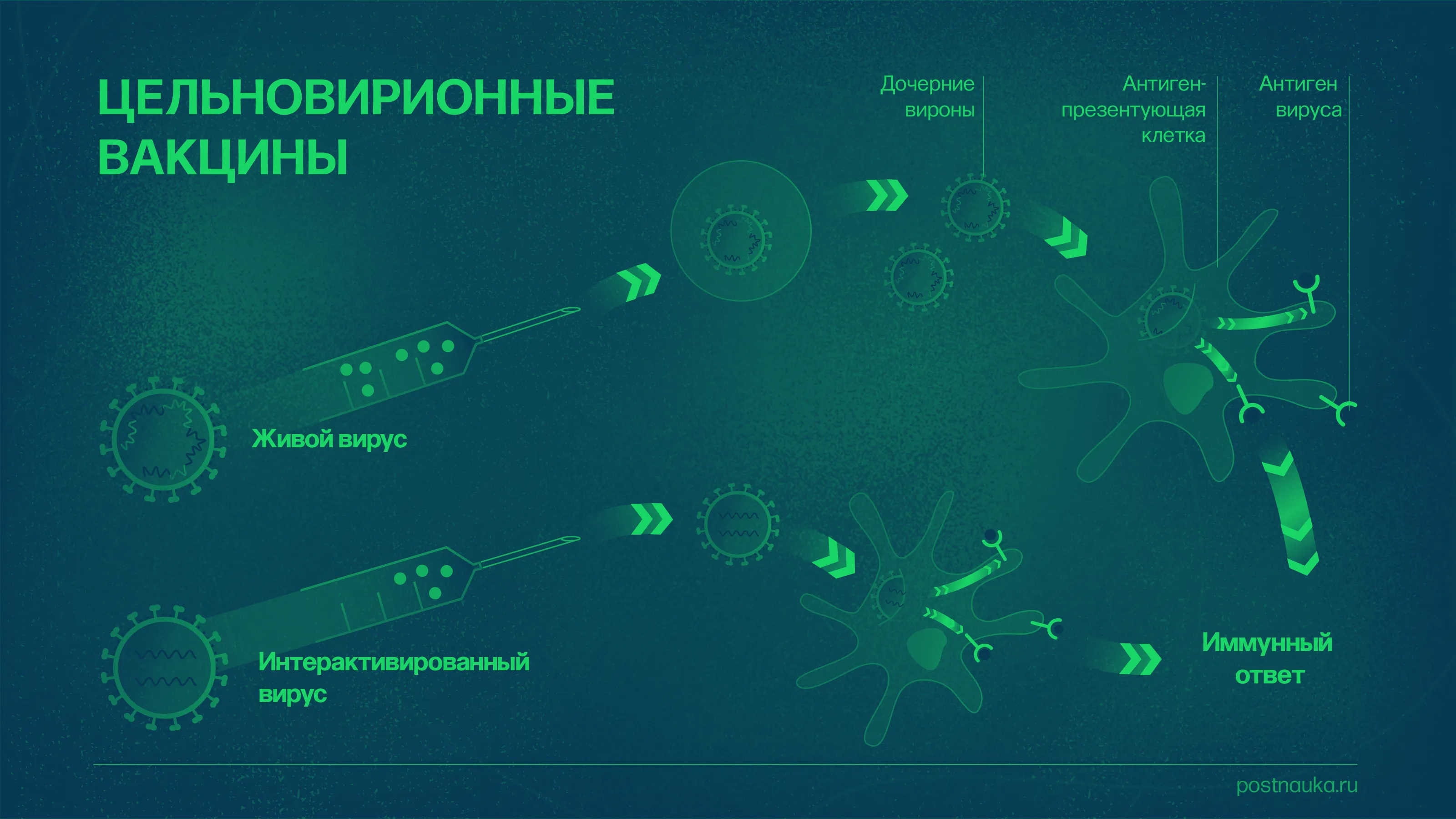 FAQ: Что мы знаем о вакцинах от COVID-19?