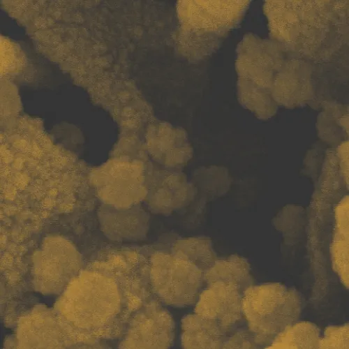 Эволюция SARS-CoV-2: как появляются новые штаммы?