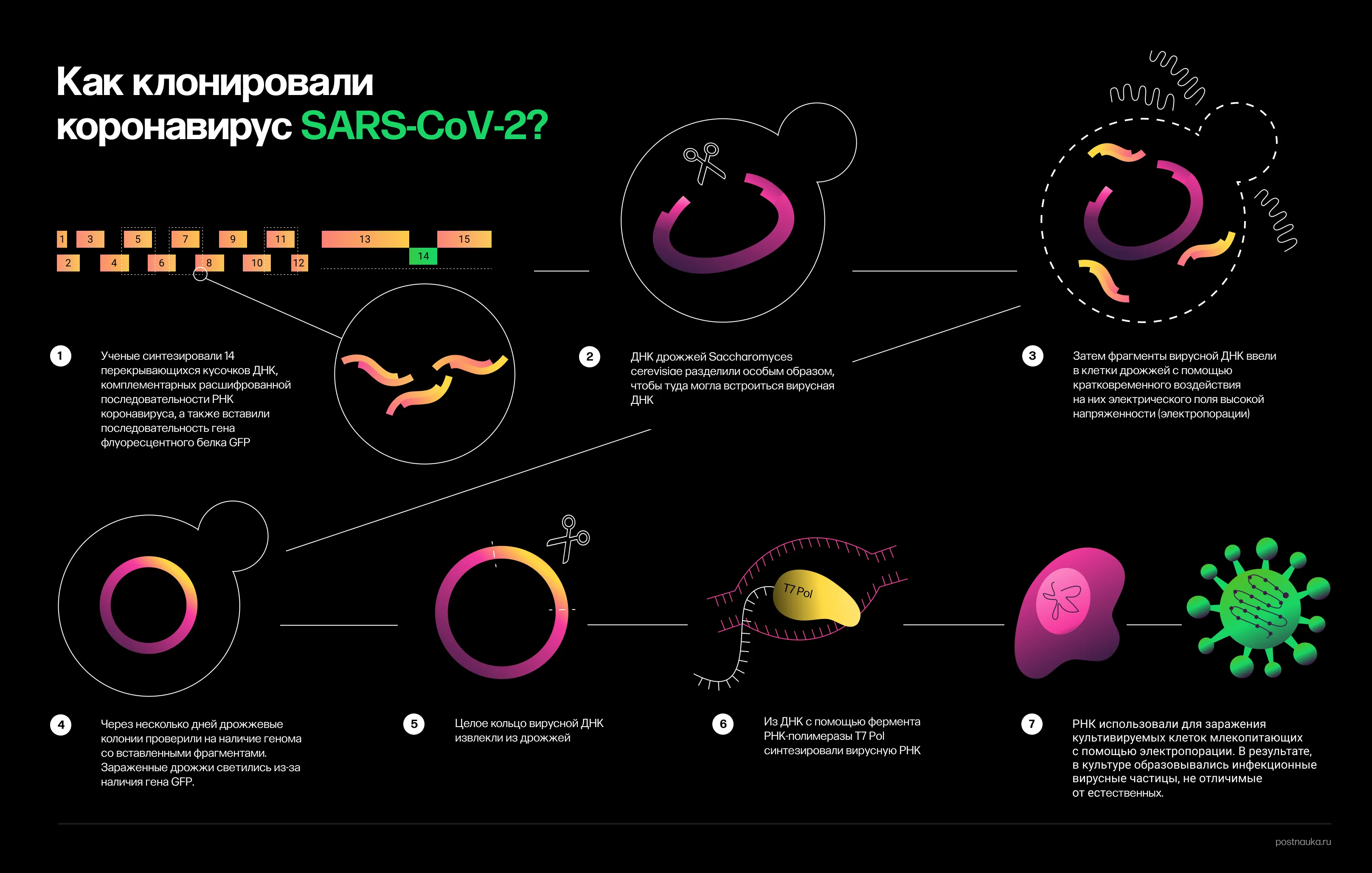 Как клонировали SARS-CoV-2?
