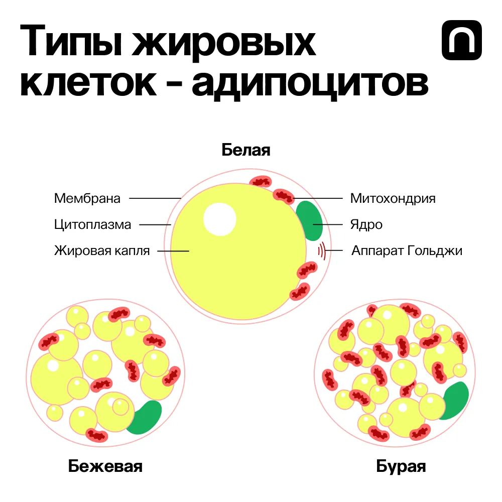 Существует и третий тип жира — бежевый. Это промежуточная стадия между