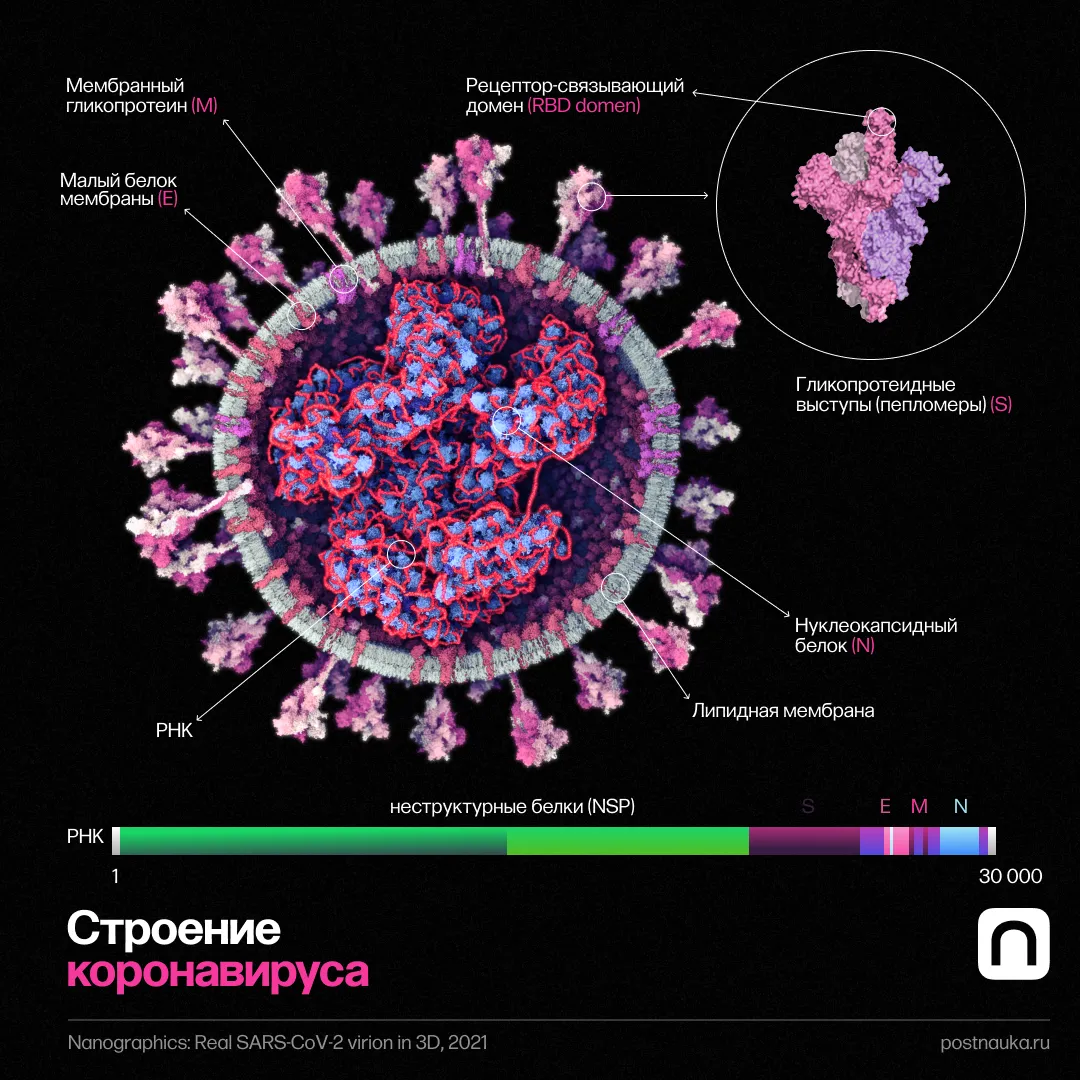 FAQ: Как SARS-CoV-2 влияет на организм человека? А как с коронавирусом
