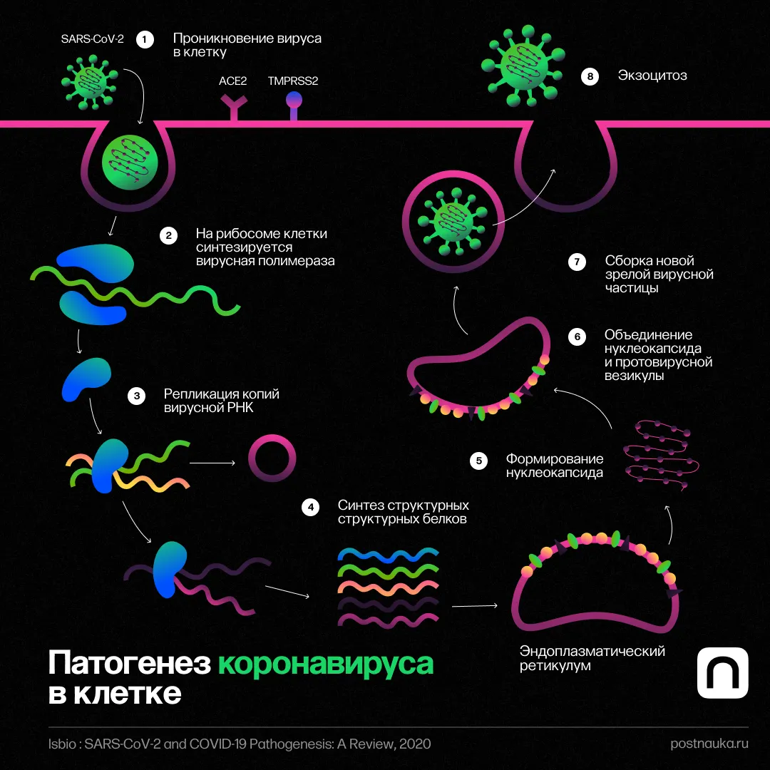 FAQ: Как SARS-CoV-2 влияет на организм человека? А как с коронавирусом