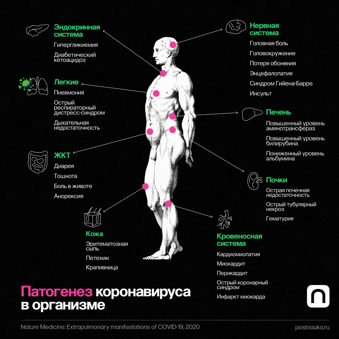 FAQ: Как SARS-CoV-2 влияет на организм человека? А как с коронавирусом