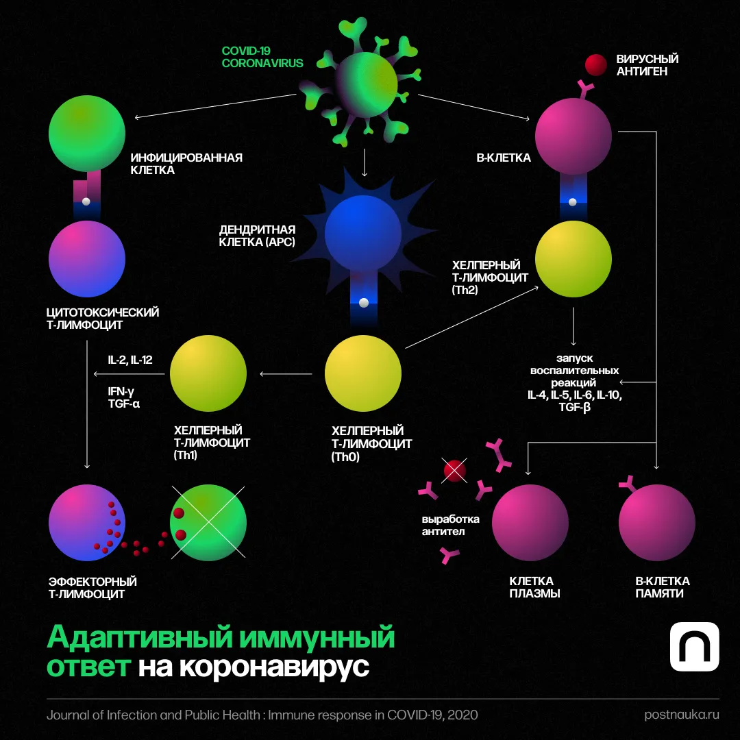 FAQ: Как SARS-CoV-2 влияет на организм человека? А как с коронавирусом
