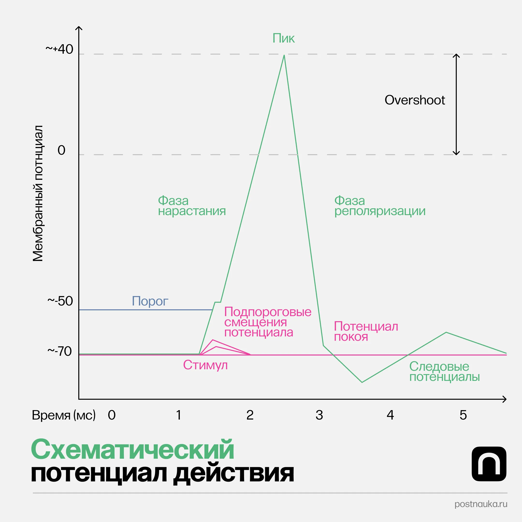  График генерации потенциала действия: схематический и реальный