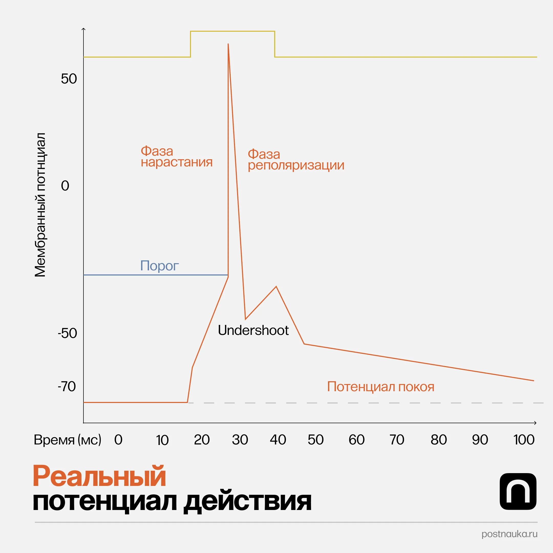  График генерации потенциала действия: схематический и реальный