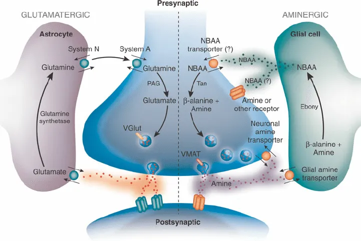 Схема участия астроцитов в регуляции синаптической пластичности на примере