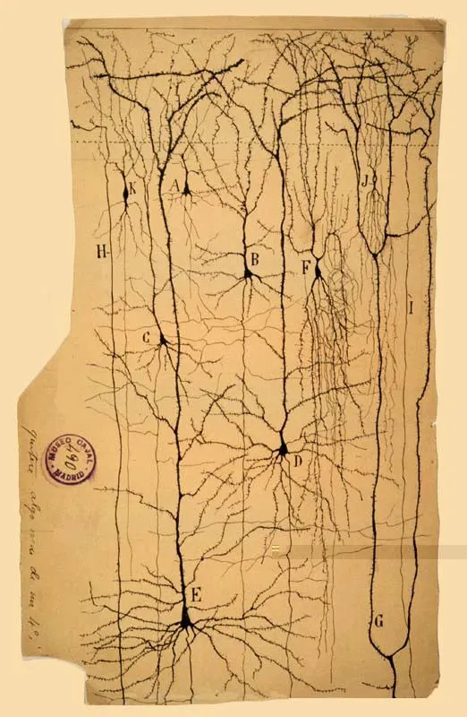 Пирамидальные нейроны коры головного мозга человека. Рисунок Рамон-и-Кахаля, 1899 / Credit: Courtesy Instituto Cajal del Consjo Superior de Investigaciones Científicas, Madrid  