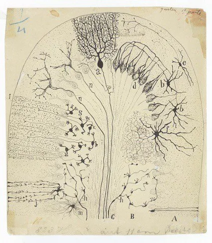 Поперечное сечение извилины мозжечка млекопитающего. Рисунок Рамон-и-Кахаля, 1894 / Credit: Courtesy Instituto Cajal del Consjo Superior de Investigaciones Científicas, Madrid  