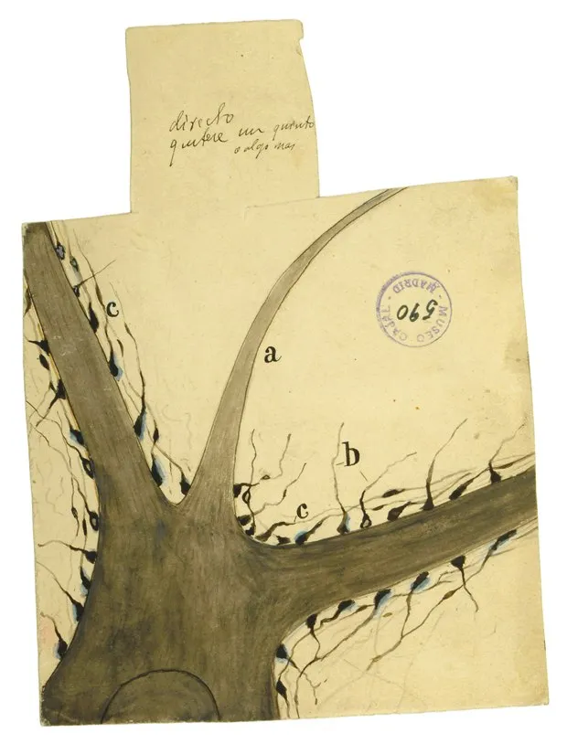 Контакт нейрона с отростками (терминалями) других нейронов. Одно из первых изображение синапса и дендритных шипиков. Рисунок Рамон-и-Кахаля, 1903 / Credit: Courtesy Instituto Cajal del Consjo Superior de Investigaciones Científicas, Madrid