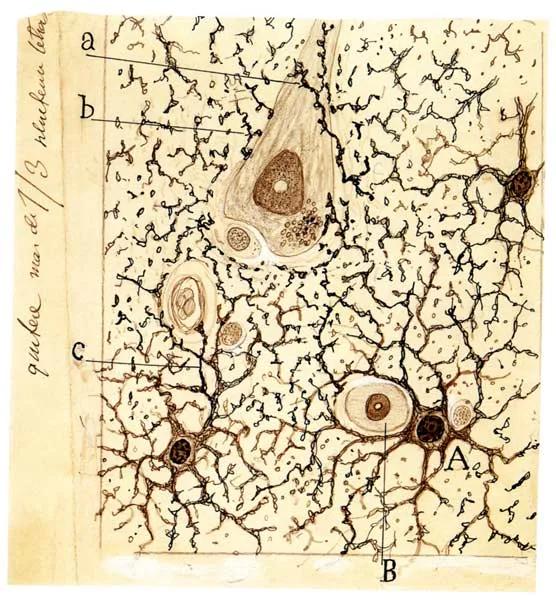 Нейроглия. Рисунок Рамон-и-Кахаля / Credit: Courtesy Instituto Cajal del Consjo Superior de Investigaciones Científicas, Madrid