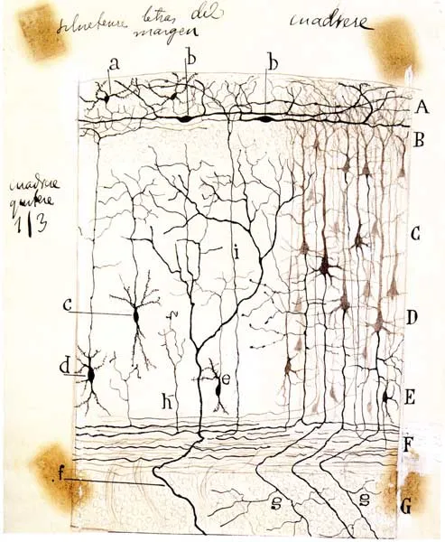 Кора головного мозга. Рисунок Рамон-и-Кахаля, 1890-1891 / Credit: Courtesy Instituto Cajal del Consjo Superior de Investigaciones Científicas, Madrid