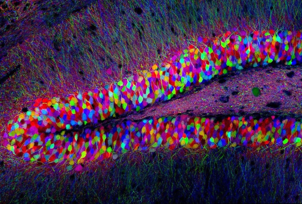 Гиппокамп трансгенной мыши. Метод визуализации Brainbow. Credit: Dr. Tamily Weissman / neuroart
