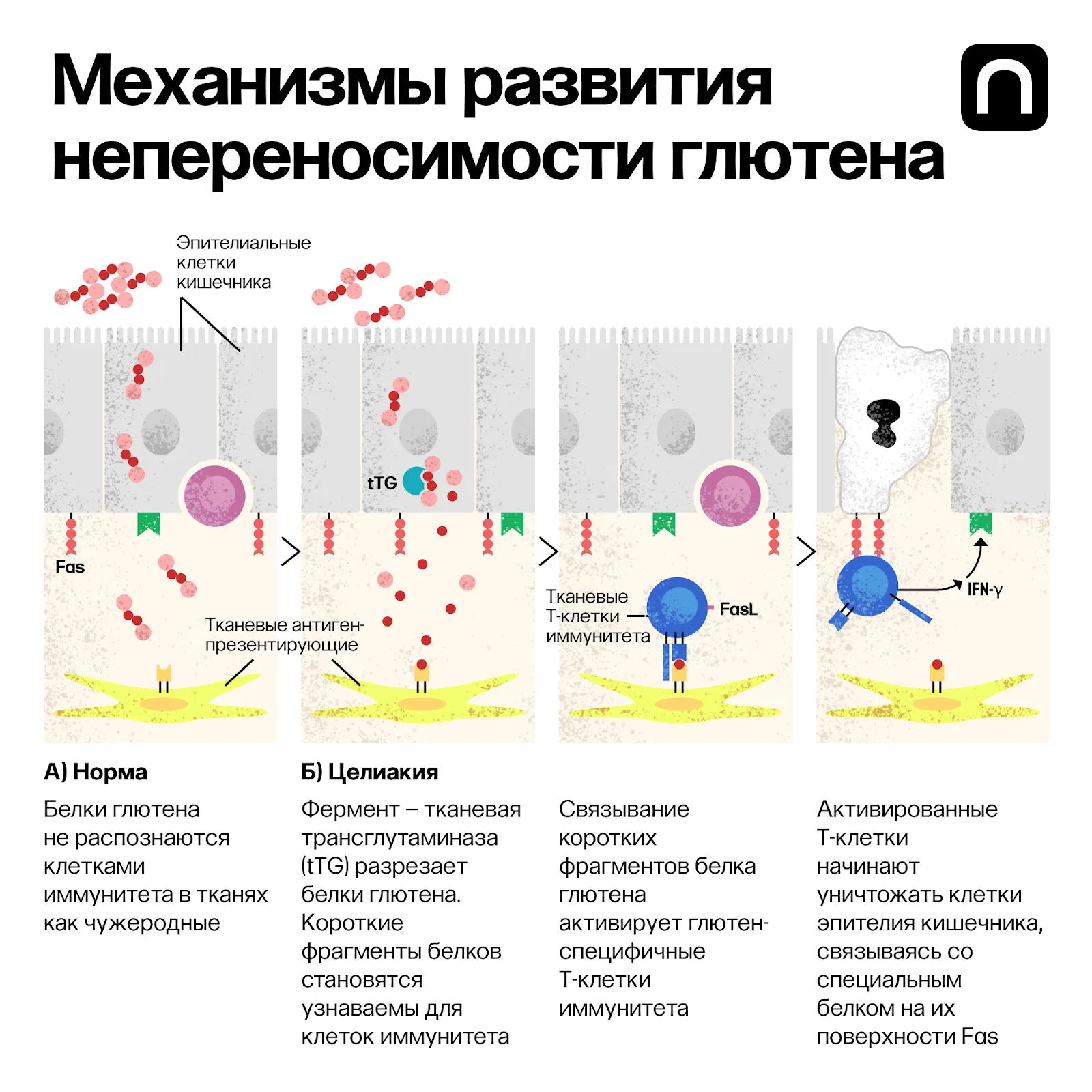 (Прим.) Под «антигеном» в данном случае понимается глютен, воспринимаемый