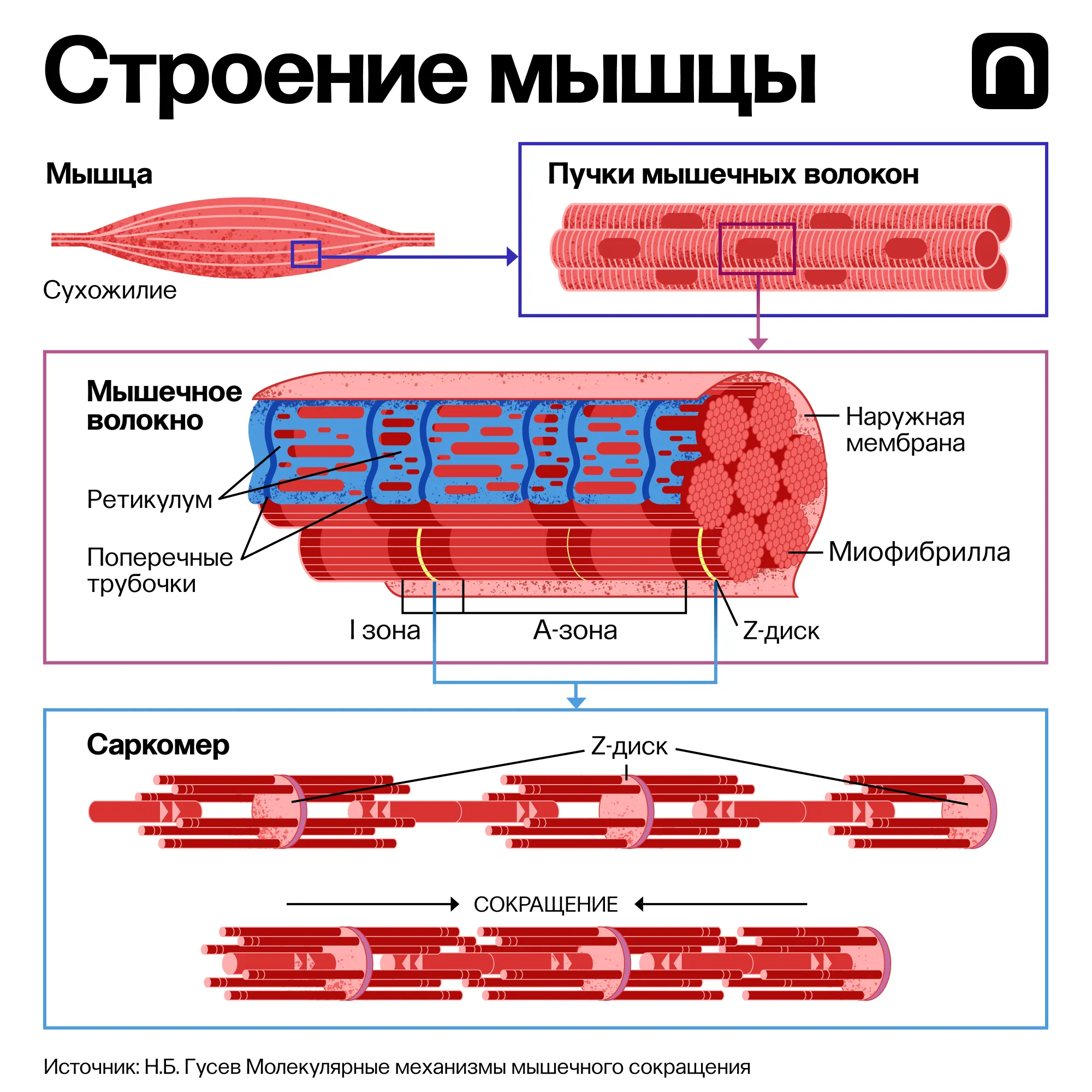 Лонгриды: Физиология спорта: как работают мышцы, сердце и легкие при тренировках