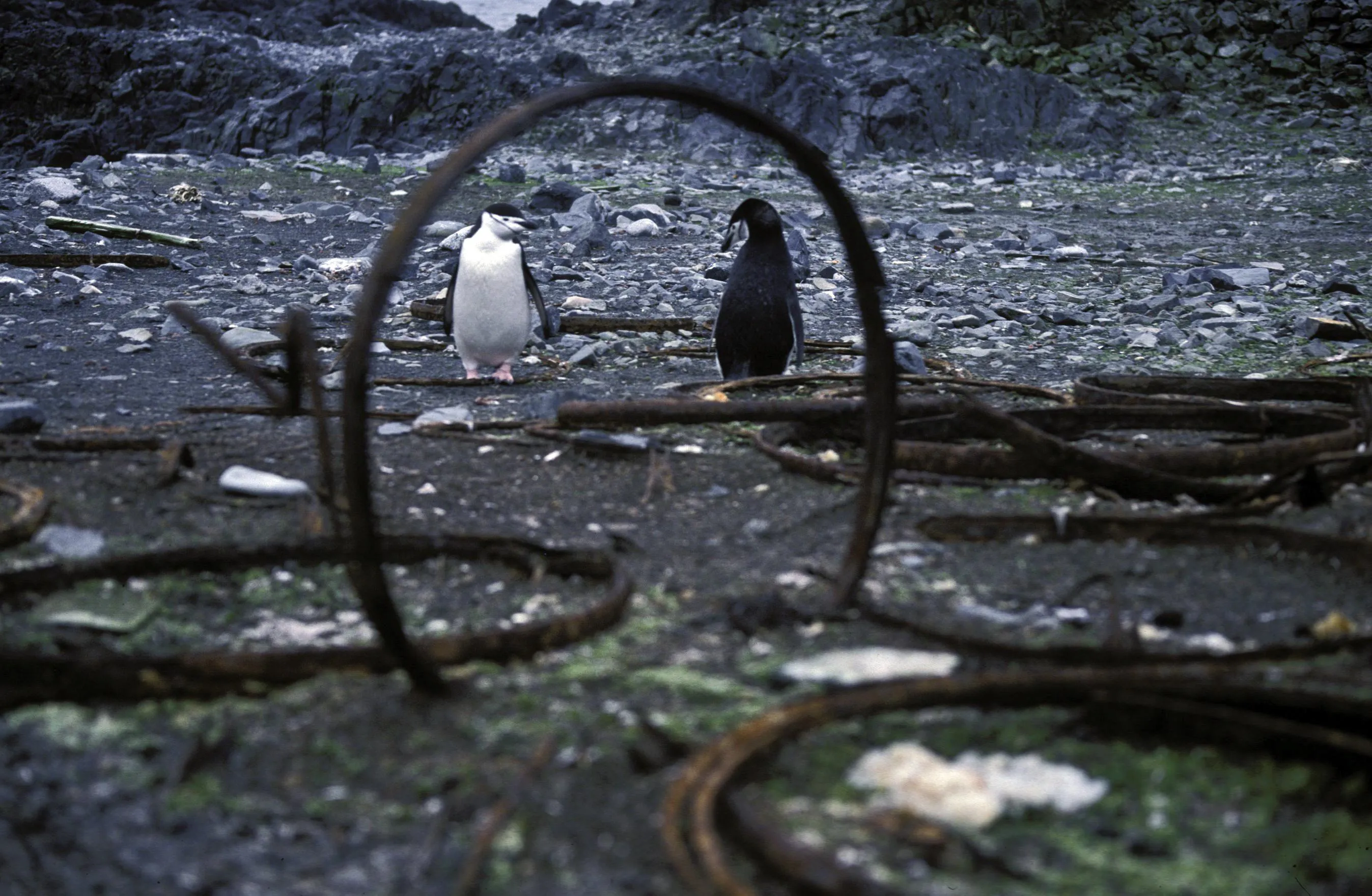 Антарктические пингвины / Hannes Grobe / AWI