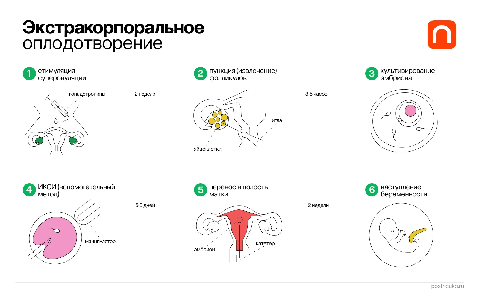 Лонгриды: Суррогатное материнство