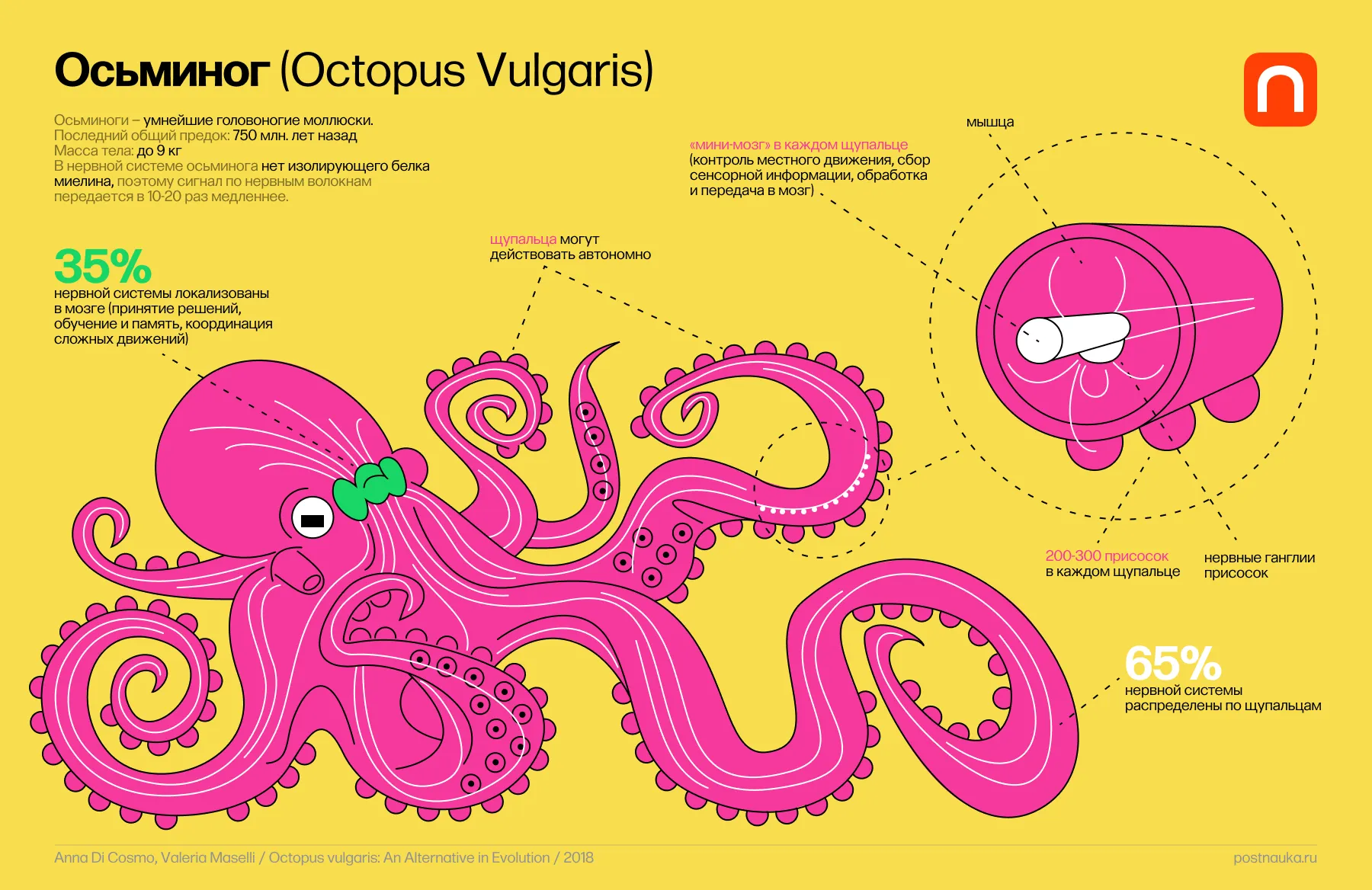 WTF: Как устроен мозг осьминога – головоногого интеллектуала морского