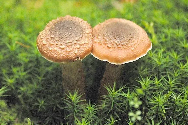 Опенок темный / James Lindsey at Ecology of Commanster