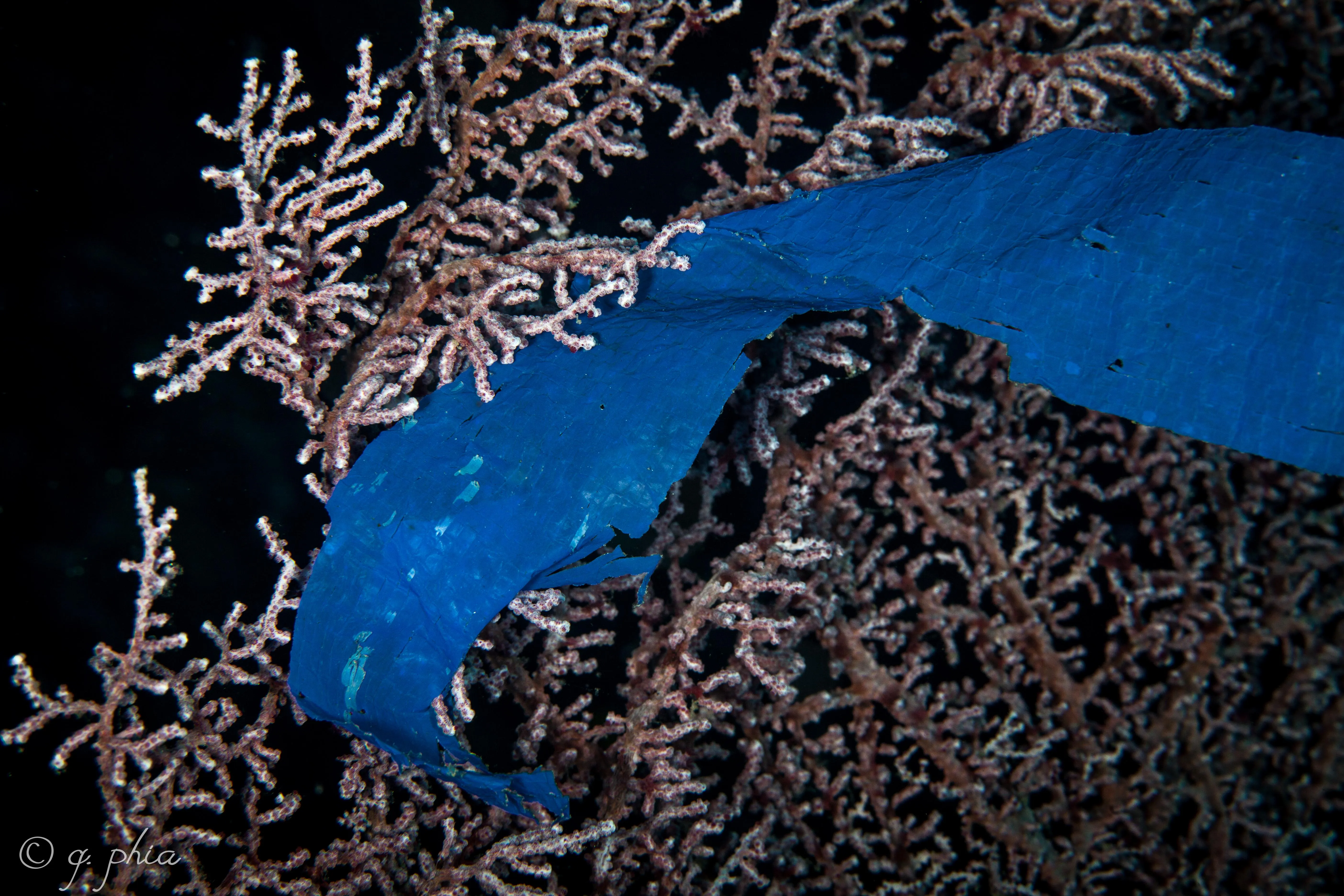 Пластик в коралловом рифе / q phia