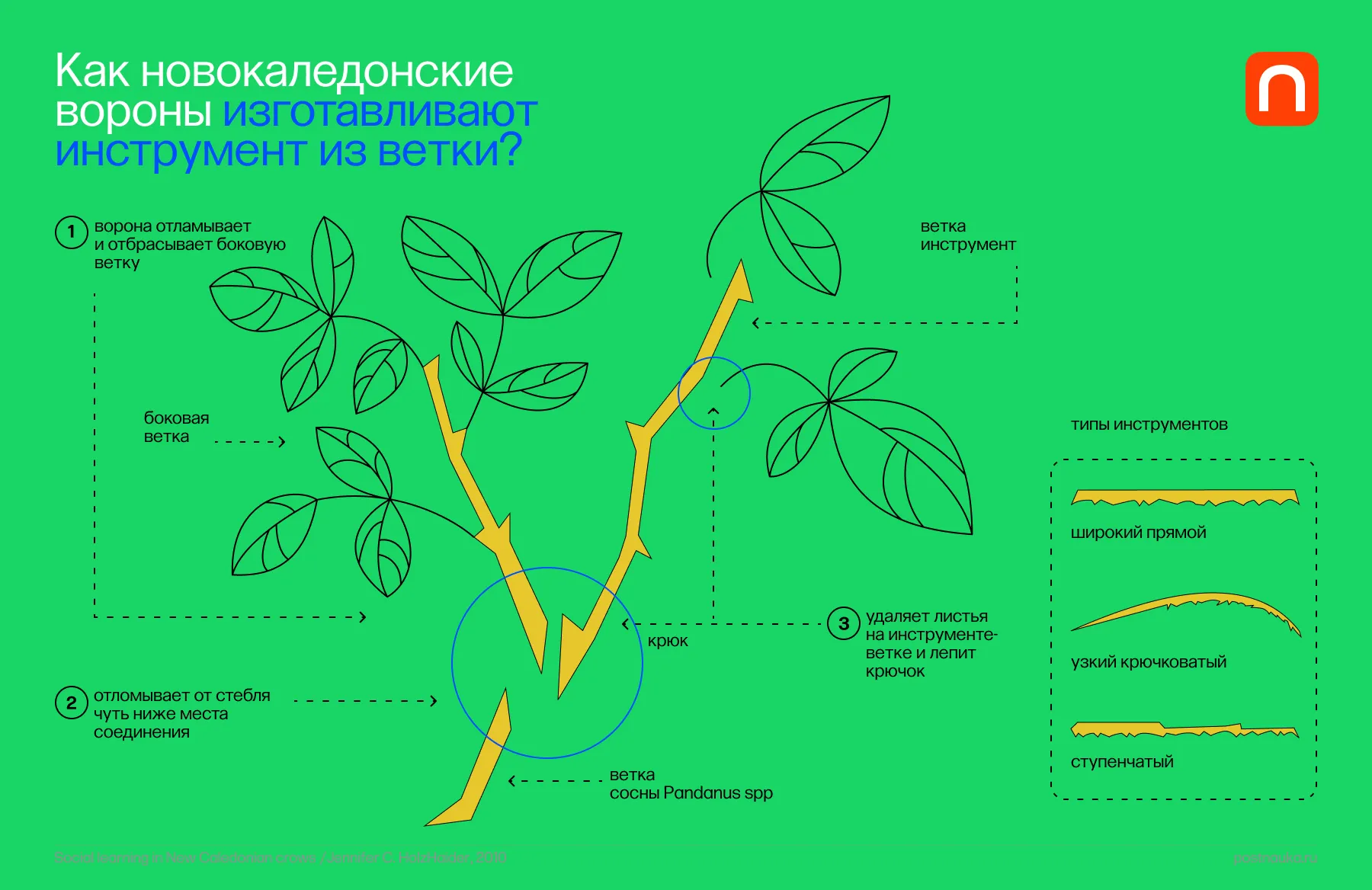 Как новокаледонские вороны изготавливают инструмент из ветки