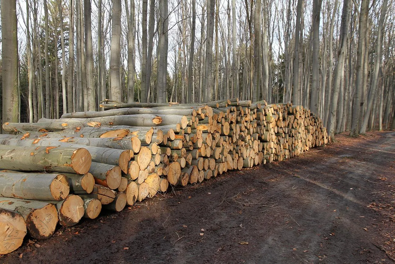 Вырубка леса / Faragas