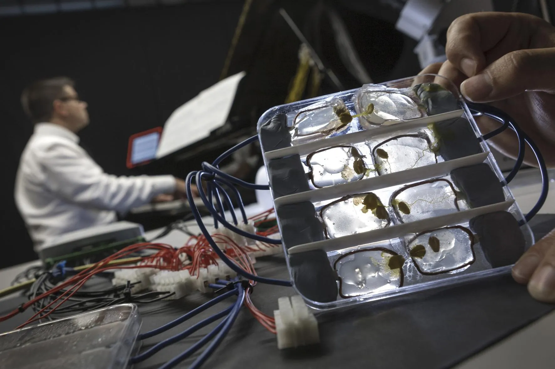 Эдуардо Рек Миранда (Великобритания). «Биокомпьютерная музыка». Биокомпьютерная