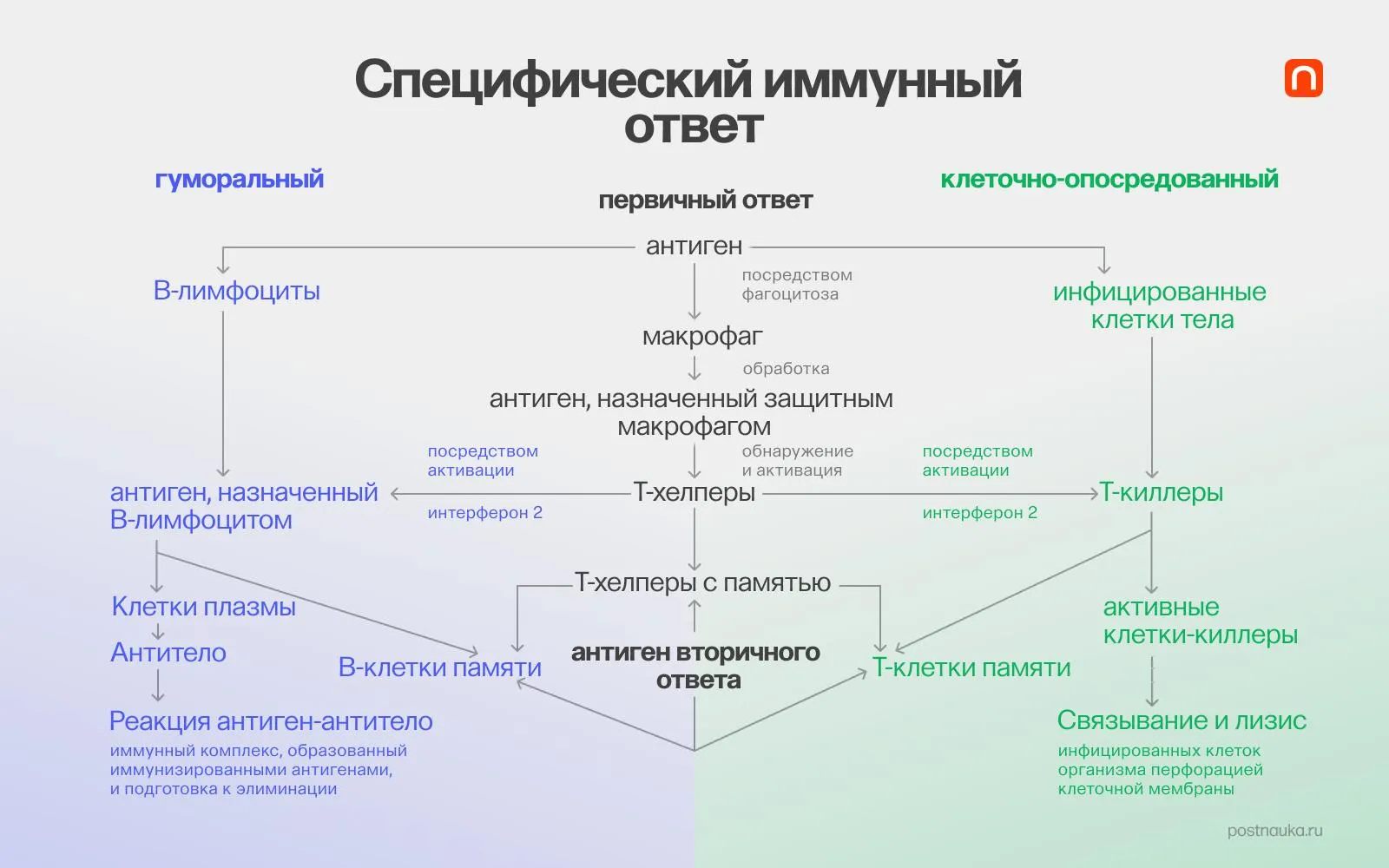 Лонгриды: Что наука знает об иммунитете: врожденный, адаптивный и не только