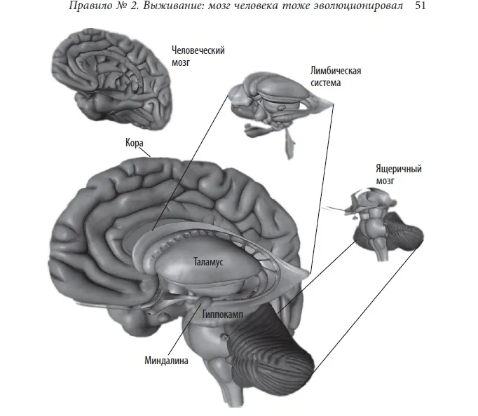Лонгриды: Главы | Выживание: мозг человека тоже эволюционировал